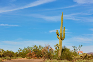 Giant cactus in Arizona, USA