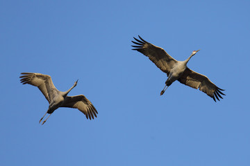 Sandhill cranes flying against a blue sky.