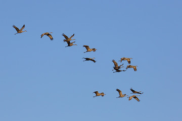 Sandhill crane flock flying against a blue sky.