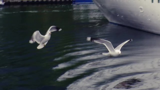 View of white seagull fly up from surface o water at port in green mountains. Cruise white ship. Birds