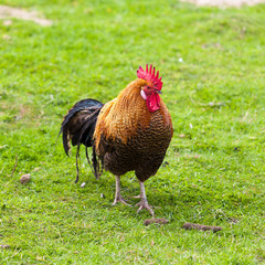 colorful rooster.  Beautiful Rooster