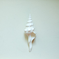 Sea shell like ice cream cone - 111725712