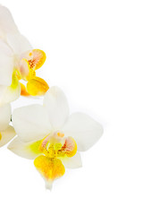 Close up view of white orchids on white backdrop