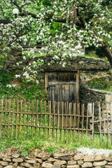 Blooming tree near wooden door and fence