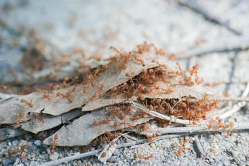 Ant nest
