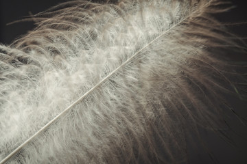 White flying feather