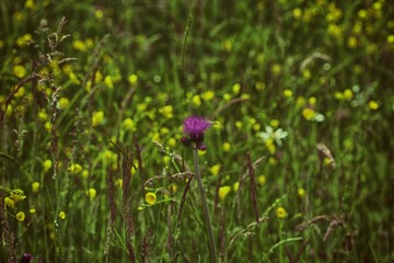 Red wildflowers in the mountains. Macro