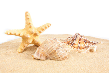 Fototapeta na wymiar Starfish on the beach. Starfish isolated on white background