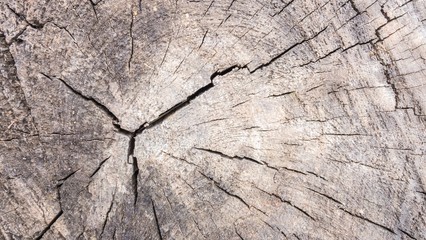 Surface of timber background