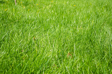 meadow green grass
