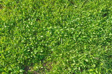 meadow green grass