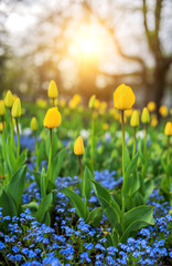 Beautiful tulips