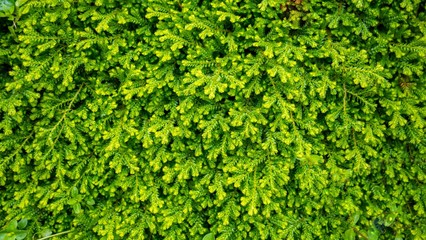 Obraz premium green plant background