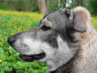 Head of  dog against  field with yellow flowers
