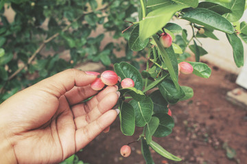 Selfie of hand with miracle fruit tree