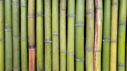 bamboo texture background