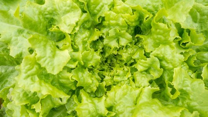 close up fresh lettuce leaves, lettuce leaves texture, lettuce leaves background, green lettuce leaves abstract background