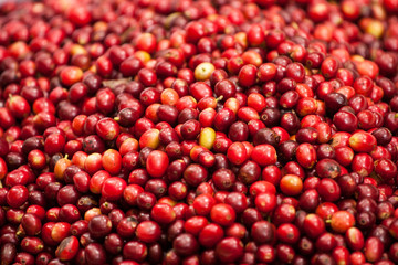 red cherries coffee seed