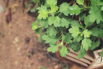 Fern leaves