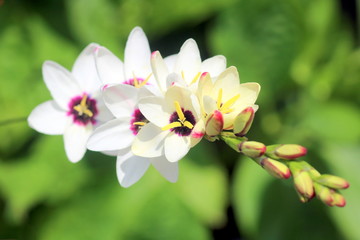 連なって咲く白い花