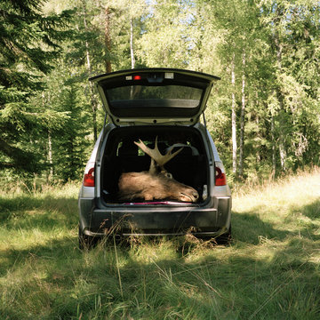 A dead elk in the trunk of a car, Sweden.