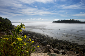 A small group of yellow wild flowers along a rocky coastline as a low fog hangs over the water.