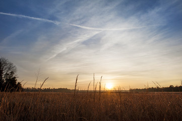 Fototapeta na wymiar A somewhat cloudy sunrise in a field of tall grasses.