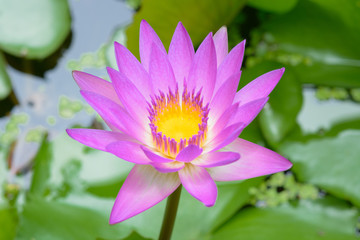 Pink lotus blooming