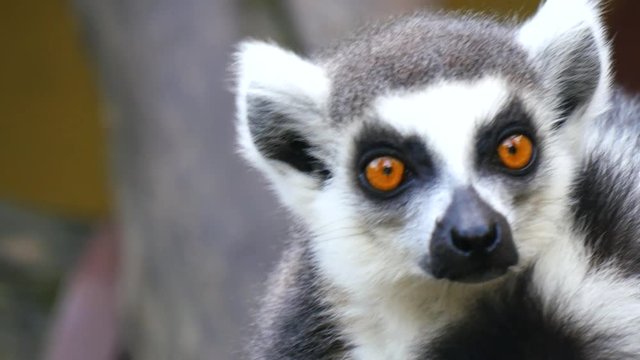 Lemur catta, Ring-tailed lemur (4K)