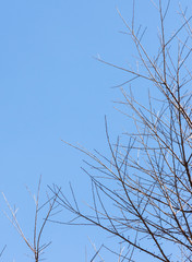 Dry branch of the cherry tree