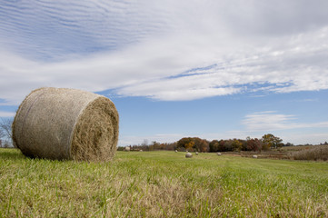 A field of green grass with a blue sky has hay bales laying in it.