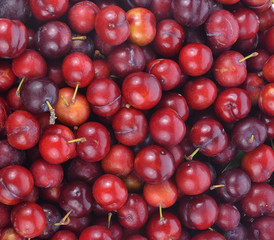 Cherry in basket
