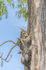 Obraz premium Iguana Park Guayaquil Ecuador