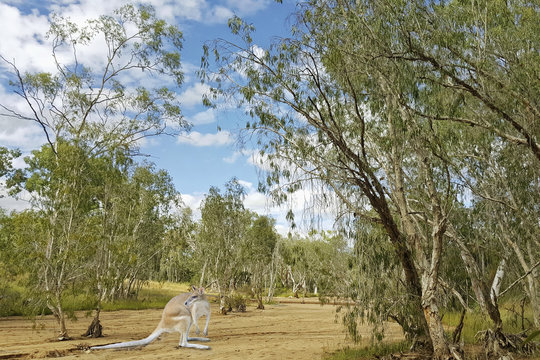 kangaroo in Australian bush