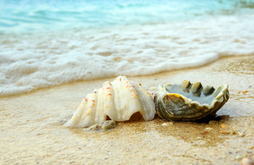 Seashells on sand at beach