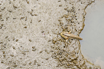 Wetland Mudskipper, Amphibious fish.