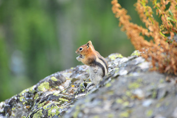 ground squirrel eating