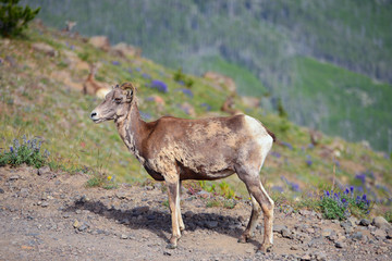 big horn sheep standing on Mount Washburn Trail in Yellowstone National Park