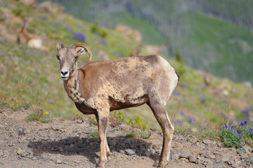 Naklejka na ściany i meble big horn sheep standing on Mount Washburn Trail in Yellowstone National Park
