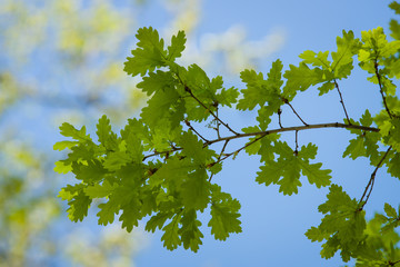 Young oak leaves against the blue sky.