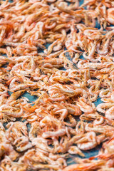 Dried Shrimp