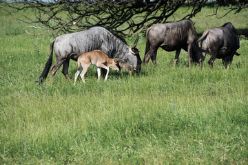 Naklejka na ściany i meble Baby wildebeest and mother 