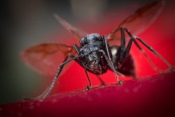 Winged Flying Ant