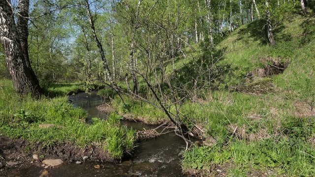creek flows among spring forest