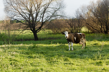 Cow in a pasture