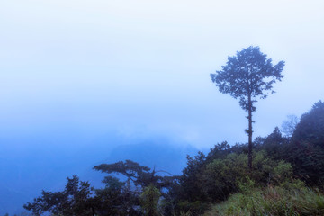 Obraz premium Tree in Alisan National Park