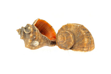 Conch on a white background