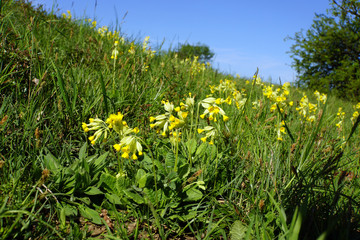 Echte Schlüsselblume, Himmelsschlüssel (Primula veris)