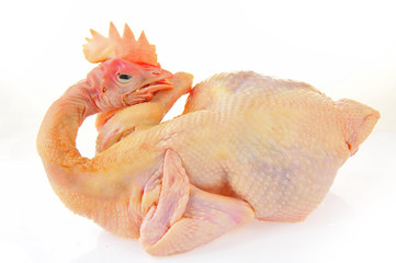 Chicken isolated on a white background