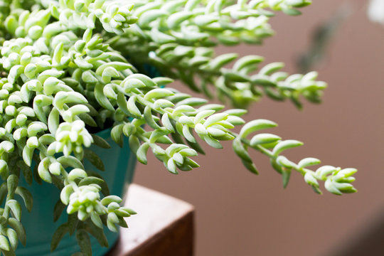 Sedum morganianum (Burro's Tail, Donkey's Tail, Lamb's Tail, Horse's Tail) World - Succulent plant native to Mexico